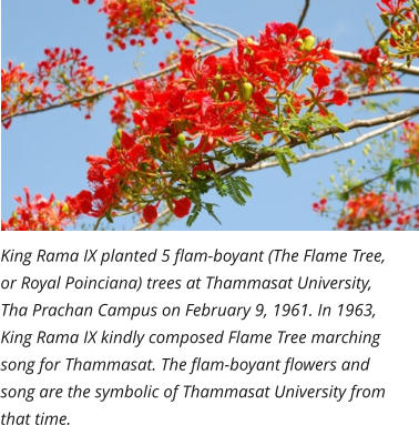 King Rama IX planted 5 flam-boyant (The Flame Tree, or Royal Poinciana) trees at Thammasat University,  Tha Prachan Campus on February 9, 1961. In 1963, King Rama IX kindly composed Flame Tree marching  song for Thammasat. The flam-boyant flowers and song are the symbolic of Thammasat University from that time.